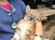 Historias de Rescate Veterinaria Metrenco