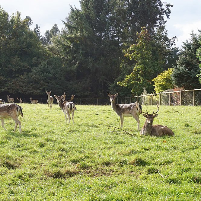 Veterinaria Metrenco, Temuco