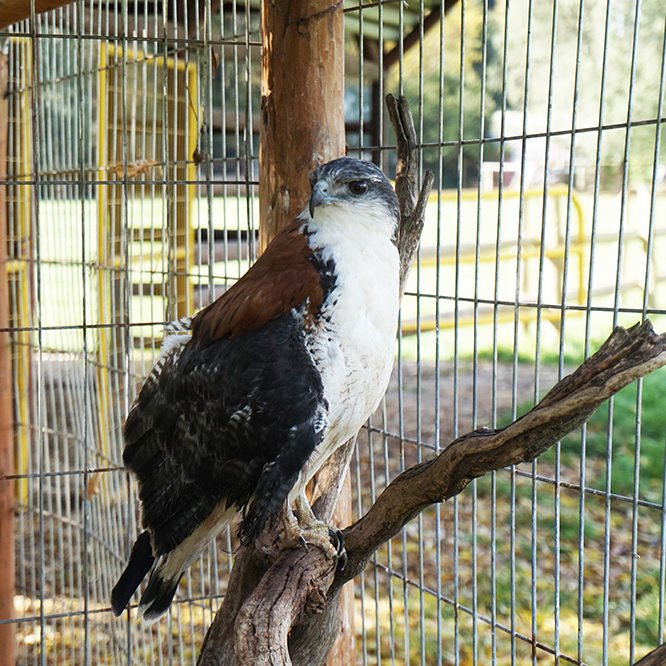 Veterinaria Metrenco, Temuco