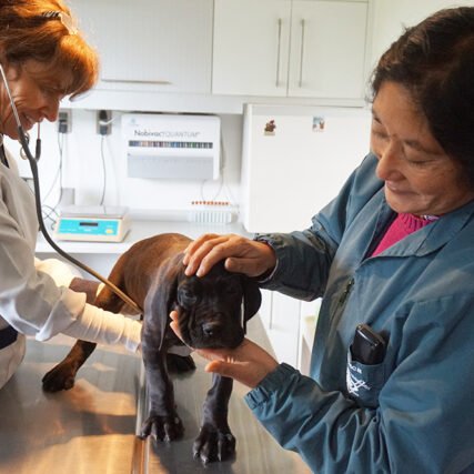 Veterinaria Metrenco, Temuco - Laboratorio Veterinaria Metrenco, veterinaria Temuco, Clínica Veterinaria, Hospital Clinico, Veterinaria Padre las Casas, Veterinaria Quepe, Veterinaria Pitrufquen, Veterinaria Freire, Veterinaria Araucania, veterinaria caballos temuco, veterinaria perros temuco, veterinaria gatos temuco, hotel perros temuco, hotel perros freire, hotel perros metrenco, hotel perros quepe, hotel perros Pitrufquen