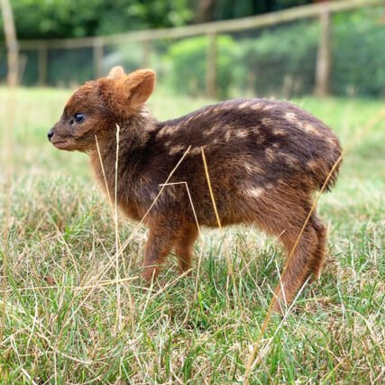 Veterinaria Metrenco